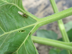 Odontomyia cincta