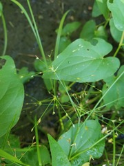 Juncus diffusissimus