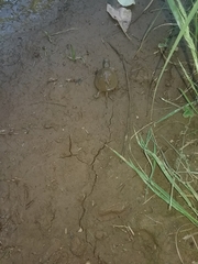 Actinemys marmorata marmorata