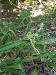 Tradescantia reverchonii