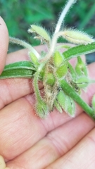 Tradescantia reverchonii