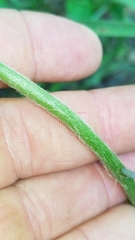 Tradescantia reverchonii