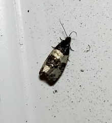 Pseudosciaphila duplex