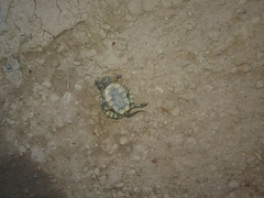 Actinemys marmorata marmorata