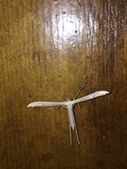 Hellinsia homodactylus