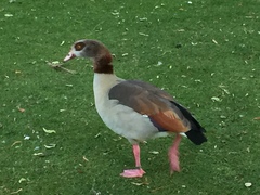 Alopochen aegyptiaca