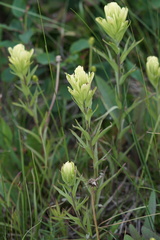 Castilleja occidentalis