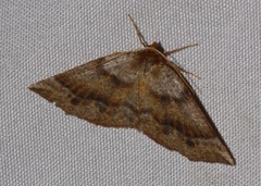 Metarranthis duaria