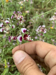 Clarkia springvillensis