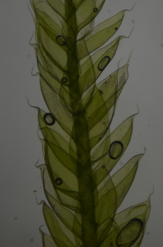 Image of Plagiothecium piliferum by no rights reserved