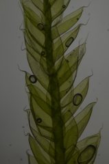 Plagiothecium piliferum