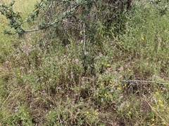 Clarkia springvillensis