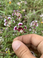 Clarkia springvillensis