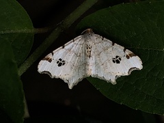 Macaria notata