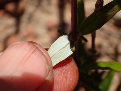 Monardella hypoleuca hypoleuca