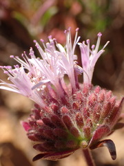 Monardella hypoleuca hypoleuca