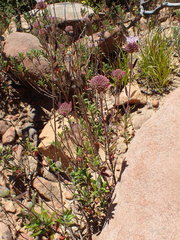 Monardella hypoleuca hypoleuca