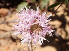 Monardella hypoleuca hypoleuca