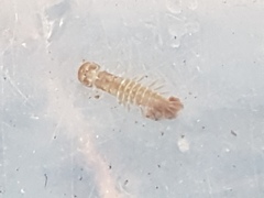 Ameletopsis perscitus