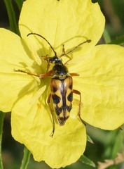 Typocerus octonotatus