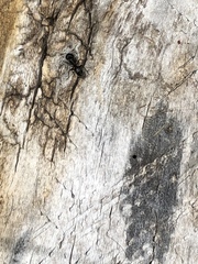 Camponotus herculeanus