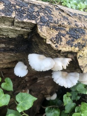 Crepidotus