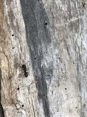 Camponotus herculeanus