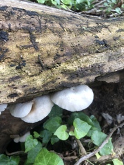 Crepidotus