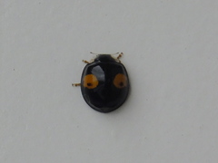 Harmonia axyridis