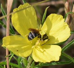 Halictus parallelus