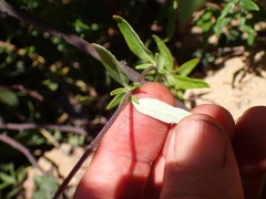 Monardella hypoleuca hypoleuca