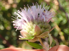 Monardella hypoleuca hypoleuca