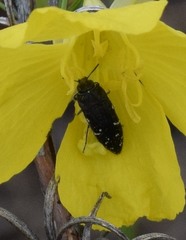 Acmaeodera ornatoides