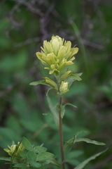 Castilleja occidentalis
