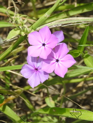 Phlox glabriflora