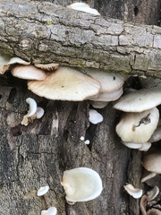 Crepidotus