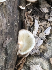 Crepidotus