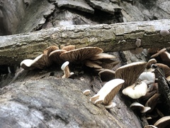 Crepidotus