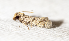 Amydria margoriella