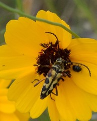 Typocerus octonotatus