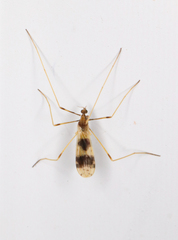 Erioptera venusta