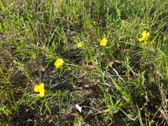 Oenothera serrulata