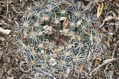 Mammillaria weingartiana