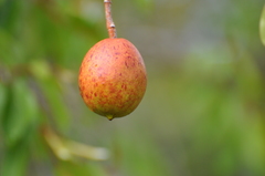 Hancornia speciosa