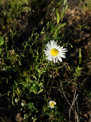 Aphanostephus skirrhobasis