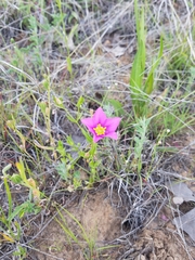 Sabatia campestris