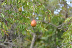 Hancornia speciosa