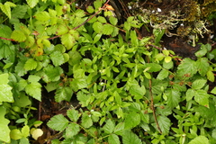Moehringia macrophylla