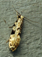 Nemapogon auropulvella