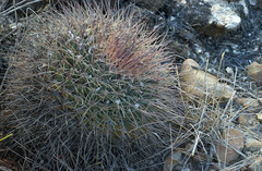 Mammillaria melanocentra melanocentra